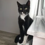 Кошечка, 6 месяцев — Egyptian cat (photo 1)