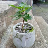 Традесканция садовая — pot (photo 3)