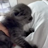 Британский котик — Persian cat, titi (photo 4)