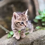 Котенок в добрые руки — tiger, lynx, tiger cat (photo 2)