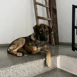 Щенок (потерялся) — Leonberg, bloodhound (photo 3)