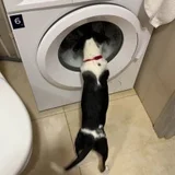 Собака Джуля в добрые руки (photo 7)