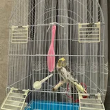Волнистый попугай с клеткой и всем необходимым — horizontal bar (photo 2)
