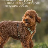 Анатомическая шлейка для собак KUSAKA S — miniature poodle (photo 2)