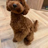 Щенок пуделя (миниатюрный / тои) — toy poodle, miniature poodle (photo 3)