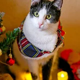 Кот Ирис в добрые руки — tabby, bib (photo 2)
