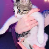Котёнок мальчик, 1.5 месяца — Egyptian cat, tabby (photo 1)