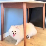 Стол кухонный с деревянными ножками — Pomeranian, Samoyed (photo 2)