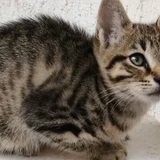 Котёнок Шпрот в добрые руки — tabby, tiger cat (photo 3)