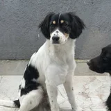 Щенок Лаки — English springer, Border collie, Brittany spaniel (photo 2)