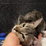 Котёнок девочка в добрые руки — Egyptian cat, lynx, tabby (photo 5)