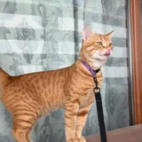 Котик Оскар, 1 год — tiger cat, Egyptian cat, tabby (photo 1)