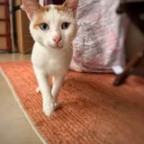 Молодой котик с разными глазами — Egyptian cat (photo 2)