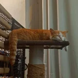 Рыже-белая кошечка в добрые руки — tiger cat, lesser panda (photo 4)