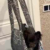 Сумочка для питомца — Chihuahua, papillon (photo 1)