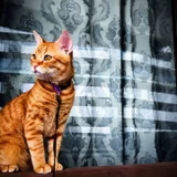 Котик Оскар, 1 год — Egyptian cat, tiger cat, tabby (photo 2)
