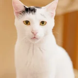 Кот Марлон в добрые руки — Egyptian cat, plastic bag (photo 3)