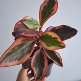 Пеперомия джелли — pinwheel (photo 1)