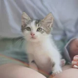 Котёнок Шмат в добрые руки (photo 4)