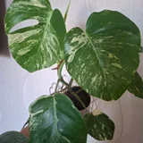 Суккуленты — pot, acorn squash (photo 2)