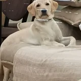Щенок лабрадора (метис) — Labrador retriever, studio couch (photo 1)