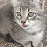 Котята в добрые руки (photo 6)