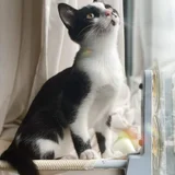 Котенок Шуф Jr — Egyptian cat (photo 4)