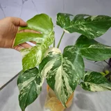 Монстера деликатесная гигант — head cabbage, pot (photo 2)