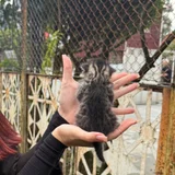 Маленький месячный котенок в добрые руки — Scotch terrier (photo 2)