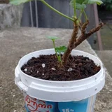 Традесканция садовая — pot (photo 4)
