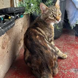 Котёнок Хлоя в добрые руки (photo 6)