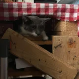 Кот Тихомир в добрые руки (photo 8)
