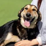 Собака Сюзи — German shepherd, kelpie (photo 3)