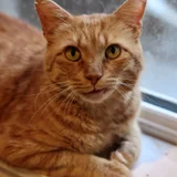 Котик Амур — Egyptian cat, tiger cat (photo 3)