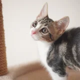 Котята породы египетский мау — Egyptian cat, tabby, tiger cat (photo 2)