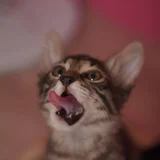 Котёнок Маршалл в добрые руки — Egyptian cat, tabby, lynx (photo 1)