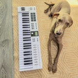 Миди клавиатура Arturia KeyLab Essential 49 MK3 — accordion, Italian greyhound (photo 1)