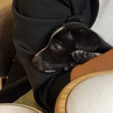 Щенок в добрые руки — Labrador retriever, schipperke, kelpie (photo 5)
