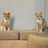 Котята Пряник и Печенька — Egyptian cat (photo 4)
