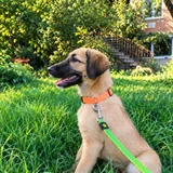 Щенок метис овчарки Арвен — malinois (photo 4)