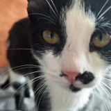 Котёнок Шуфутинский младший (Шуфа) — Egyptian cat (photo 1)