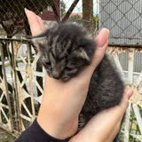 Маленький месячный котенок в добрые руки — Egyptian cat, lynx, tiger cat (photo 3)