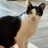 Кот Тесла — Egyptian cat (photo 4)