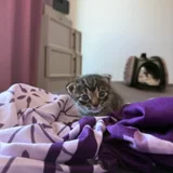 Котёнок Киси, девочка — Egyptian cat, dumbbell, tiger cat (photo 4)