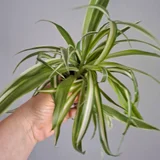 Монстера деликатесная гигант — pot (photo 5)