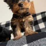 Щенки мини-йорка — Yorkshire terrier (photo 3)