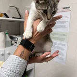Котенок девочка 3-4 месяца — Siamese cat (photo 1)