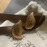 Серьги серебро позолота — chambered nautilus (photo 1)