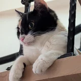 Котка Бяка (photo 5)