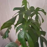 Суккуленты — pot (photo 3)